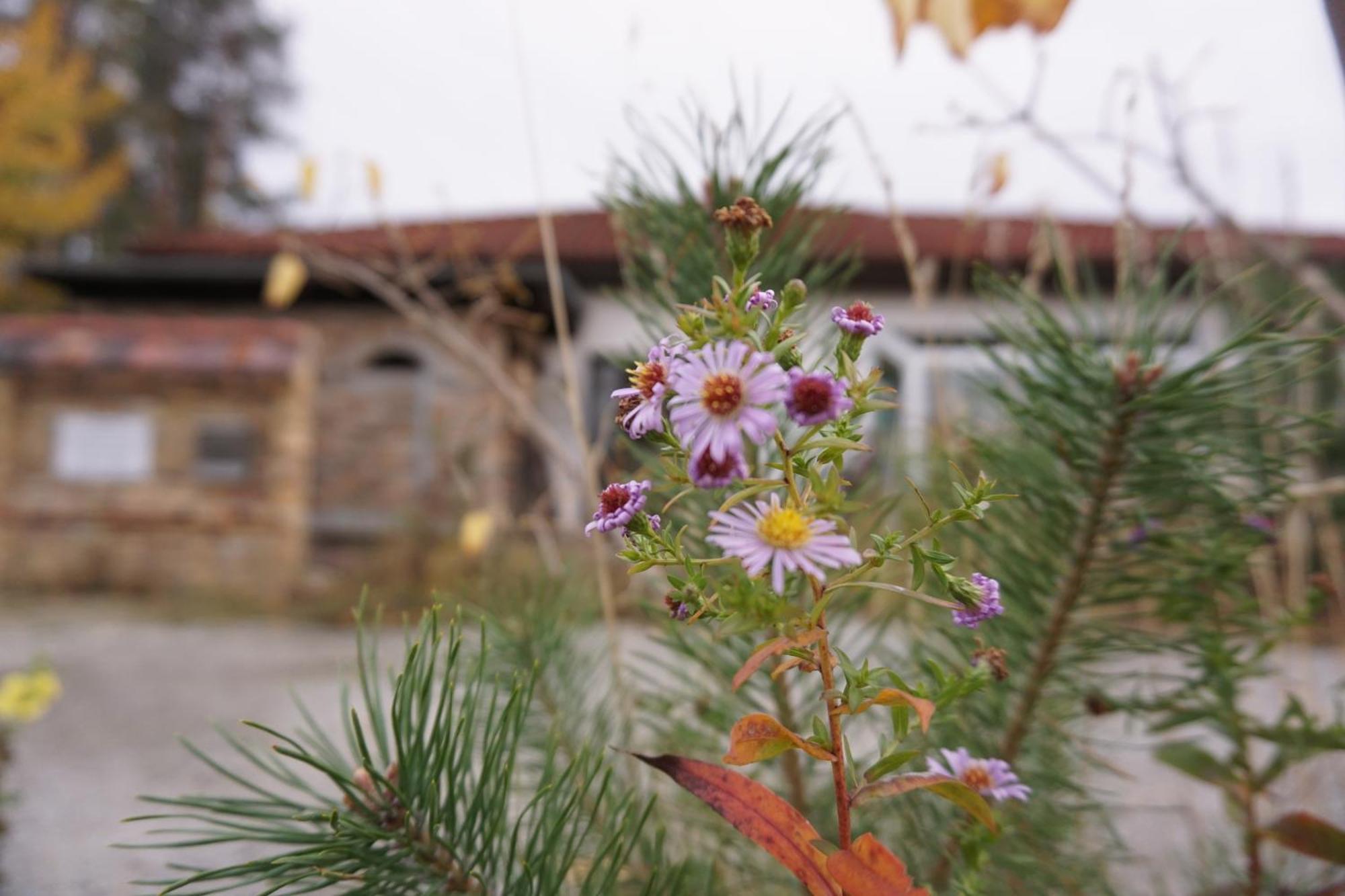 וייסוסר Ferienwohnung Gnubbel Am Wald מראה חיצוני תמונה